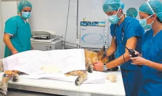 La demanda de seguros para mascotas aumenta hasta un 50% en un año en Castelló: motivos, coberturas y precios