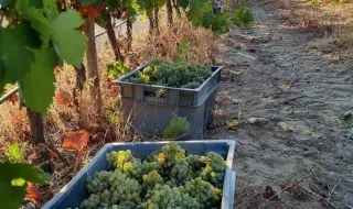 Ainda há vindima pela frente, mas as contas já apontam para mais vinho verde