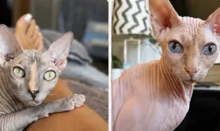 Dois gatos egípcios foram roubados de uma casa em Lisboa
