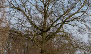 Quercus denuncia abate de 1.400 sobreiros para ampliação do parque industrial