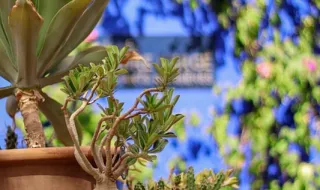 Plantada em jardins e colocada em jarras, esta planta é das mais perigosas para a saúde e já invadiu mais de 200 municípios