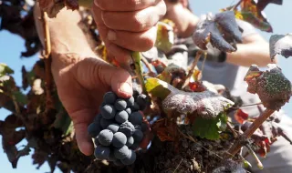Companhia das Lezírias abre vindimas ao público com apanha de uvas e pisa a pé