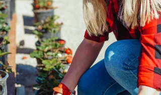Mulher detida por cultivar canábis em Viana do Castelo