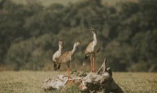Observação de aves leva paulistanos aos parques