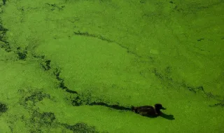 Alga invasora já ocupa fundos marinhos até 12 metros na Costa Alentejana