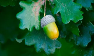 Quercus alerta para impacto de dois centros de dados em Abrantes e exige estudos