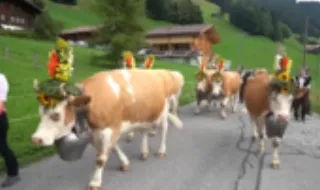 Vacas adornadas com flores e grandes chocalhos são as estrelas deste festival na Suíça