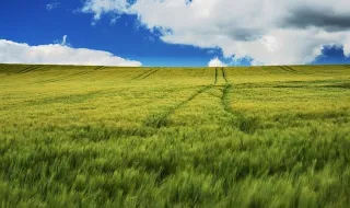 Açores criticam “irresponsabilidade” da República pelo atraso nos apoios à agricultura