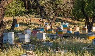 Começou com três colmeias e hoje tem 270: a história do apicultor de Penela que vive entre abelhas há 50 anos