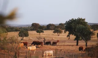 Cooperativas agrícolas do Alentejo podem receber até 457 euros por veículo para compensar subida de combustíveis