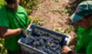 Alterações climáticas antecipam vindima, mas perfil de vinho e mão de obra também