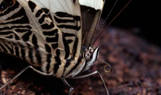 Que espécie é esta: borboleta-zebra