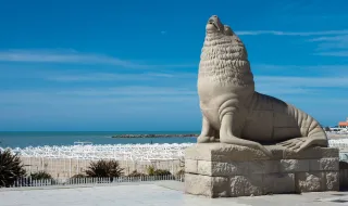 Os lobos marinhos estão bem e recomendam-se nas Desertas