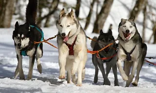 Cães são treinados com inteligência artificial para detectar câncer pelo hálito na Índia