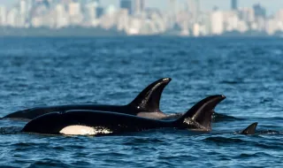 Encontros entre embarcações e orcas estão (de novo) a aumentar, casal relata episódio ao largo de Leixões