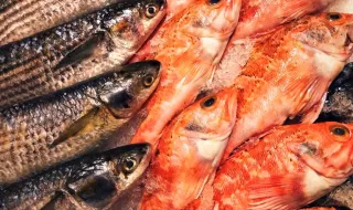 Peixes em grupo escolhem de forma diferente, revela estudo com juvenis de robalo