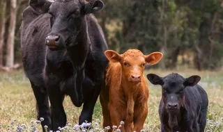 Vacas adornadas com flores e grandes chocalhos são as estrelas deste festival na Suíça