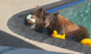 Eles têm ursos-negros na piscina