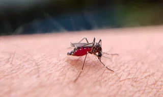 Dengue: vacina Qdenga reduziu risco de internações de adolescentes de SP em 88%, revela estudo