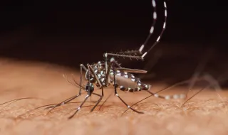 ULS de Castelo Branco alerta população para mosquito transmissor do dengue, zika e chikungunya