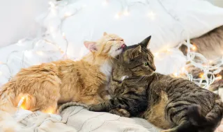 Porque os gatos se lambem uns aos outros