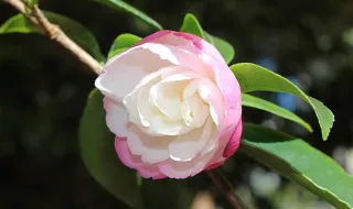 Por que cultivar amizades faz tão bem à saúde?