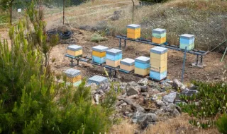 Apicultores da Madeira devem declarar existências até 30 de Setembro