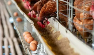 Doença de Newcastle nos Açores. É seguro consumir carne de aves? E ovos?