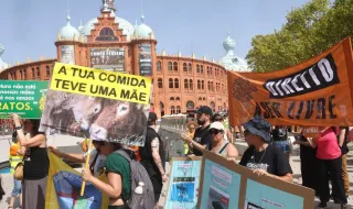 "Se tivessem de matar o animal que comem, provavelmente não o fariam": Lisboa foi palco de marcha pelos direitos de "todos os animais"