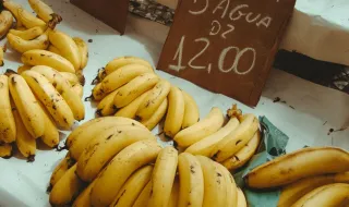 Maçã de qualidade em Carrazeda de Ansiães mas chuva pode provocar estragos