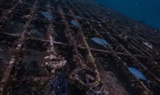 Recifes artificiais ajudam a preservar biodiversidade na Madeira, mas não substituem os naturais