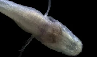 Há mais de 30 anos que exploram uma gruta escondida numa instalação militar. Um cientista cai à água e encontra uma criatura digna de ‘Stranger Things’