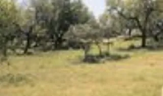Quercus denuncia abate de 1.400 sobreiros para expansão de parque industrial na Covilhã