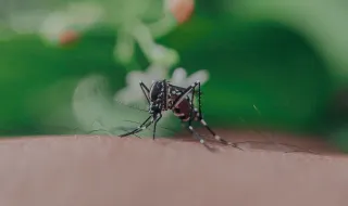 Infestação de mosquitos em pleno inverno no Rio já pode ser reflexo do El Niño; entenda