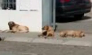 Cães vadios atacam pelo menos três pessoas em zona industrial em Barcelos