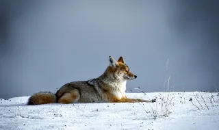 Coyote vs. Acme finalmente consegue sua grande chance: O Indicador do Planet Money: NPR