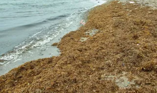 Alga invasora alastra na costa de Sines e ameaça biodiversidade marinha