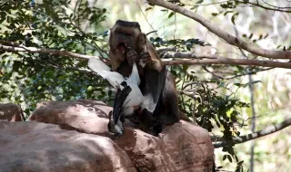 Quando falta fruta, os macacos caçam — e começam pelo cérebro