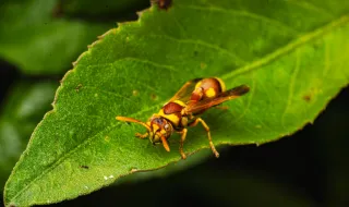 Que espécie é esta: vespa-oleira Sceliphron sp.