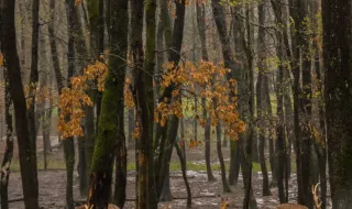 Mais de 100 castanheiros destruídos por veados em aldeia de Bragança