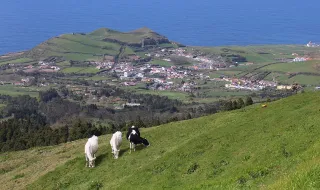 “Situação dramática”: produtores de leite de São Miguel temem perder 15 milhões de euros