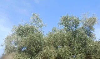 LA UNIÓ pone en alerta al olivar valenciano ante la caída del precio del aceite