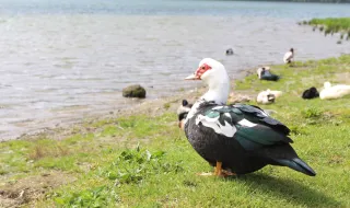 Pato pede tempo para Amorim e elogia Gonçalo Ramos