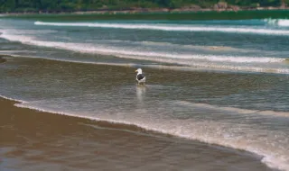 Morando em Ubatuba, cantor do Bring Me The Horizon fala da popularidade no Brasil e expectativa para o Rock in Rio