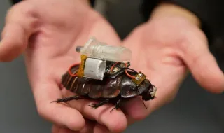 Cucarachas cyborg gigantes podrían convertirse en paramédicas para rescates de emergencia
