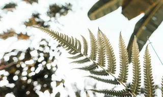 Fotoperíodo: como as plantas sabem que o verão acabou