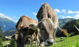 As vacas estarão mesmo gordas?