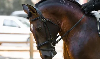 Dressage regressou ao Centro Hípico de Coimbra após vários anos de ausência