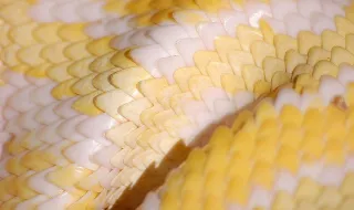 Como proteger as boas bactérias da sua boca