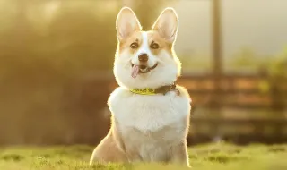 Glovo regista aumento de 50% em compras para animais